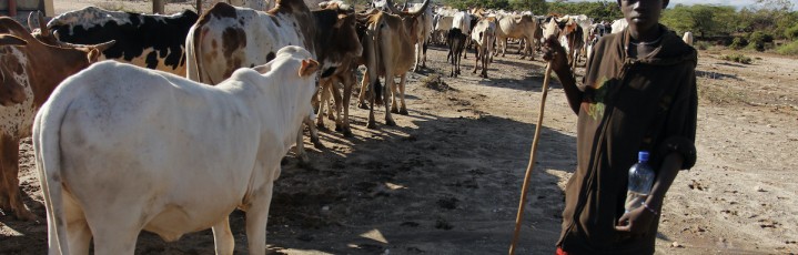 Cattle rustling: from cultural practice to deadly organised crime ...